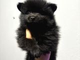 Pomeranian Spitz