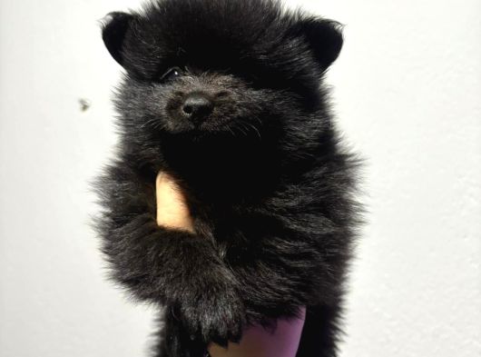 Pomeranian Spitz görsel