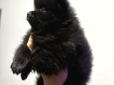 Pomeranian Spitz