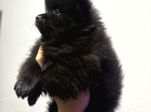Pomeranian Spitz görsel