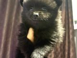 pomeranian spitz