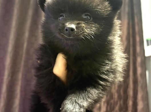 Pomeranian Spitz
