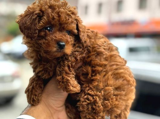 Teacup Korea Orji̇nal Kg Garanti̇li̇ Bebekler