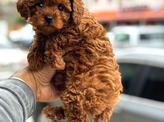 Teacup Korea Orji̇nal Kg Garanti̇li̇ Bebekler görsel