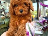 Poodle Yavrularımız Gelmirie