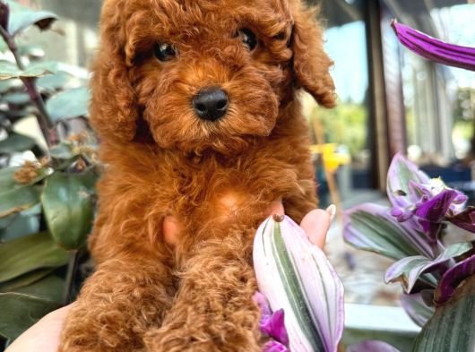 Poodle Yavrularımız Gelmirie görsel