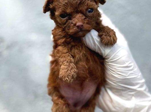 Toy Poodle Yavrularımız görsel