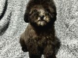 Çok Özel Si̇lver Poodle Yavrularimiz