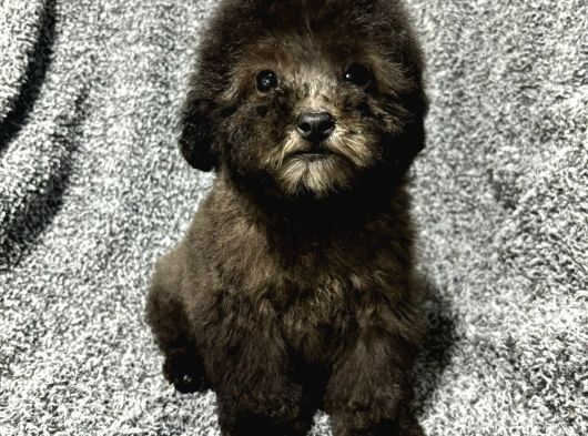 Çok Özel Si̇lver Poodle Yavrularimiz görsel