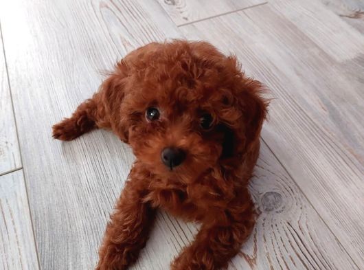 Sevi̇mli̇ Tea Cup Di̇şi̇ Kore Poodle
