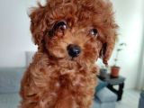 Sevi̇mli̇ Tea Cup Di̇şi̇ Kore Poodle