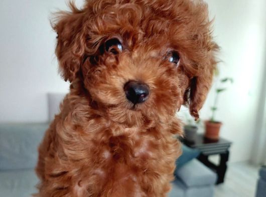 Sevi̇mli̇ Tea Cup Di̇şi̇ Kore Poodle görsel