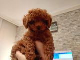 Sevi̇mli̇ Tea Cup Di̇şi̇ Kore Poodle