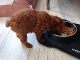 Sevi̇mli̇ Tea Cup Di̇şi̇ Kore Poodle