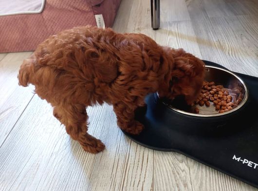 Sevi̇mli̇ Tea Cup Di̇şi̇ Kore Poodle görsel