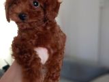 Sevi̇mli̇ Tea Cup Di̇şi̇ Kore Poodle