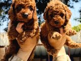 Kore red dark poodle yavrularımız