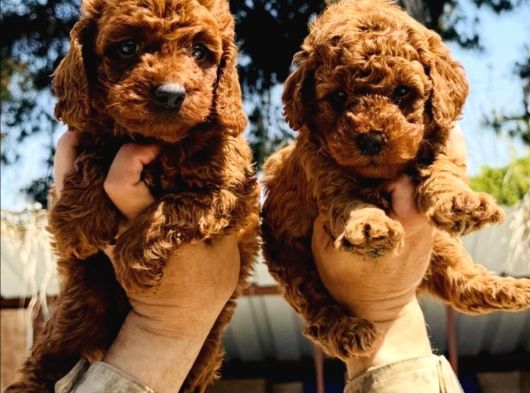 Kore Red Dark Poodle Yavrularımız