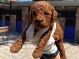 Kore Red Dark Poodle Yavrularımız