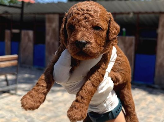 Kore Red Dark Poodle Yavrularımız görsel