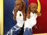 Kore Red Dark Poodle Yavrularımız