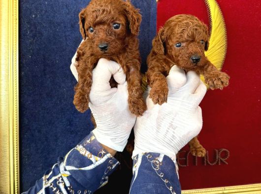 Kore Red Dark Poodle Yavrularımız görsel