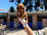 Tıcap Maltıpo Yavurlarımız
