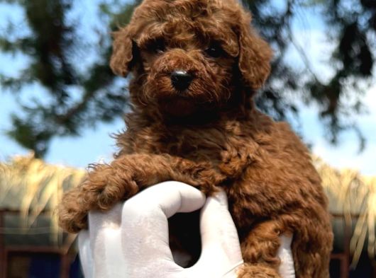 Kore Red Dark Poodle Yavrularımız görsel