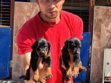Şc Doberman Ki̇ng Boy