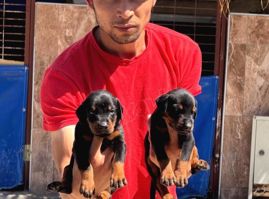 Şc Doberman Ki̇ng Boy görsel