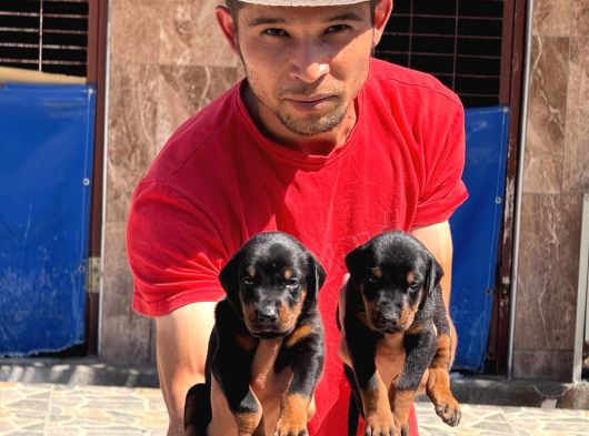 Şc Doberman Ki̇ng Boy görsel