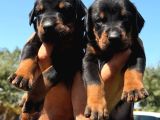 Şc Doberman KİNG boy