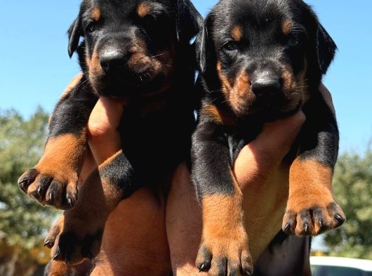 Şc Doberman Ki̇ng Boy