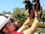 Şc Doberman Ki̇ng Boy