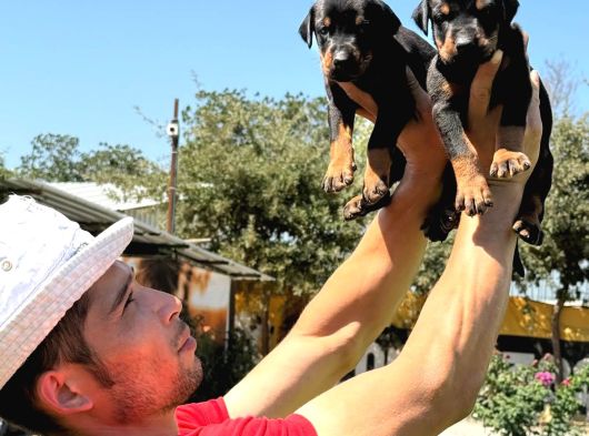 Şc Doberman Ki̇ng Boy görsel