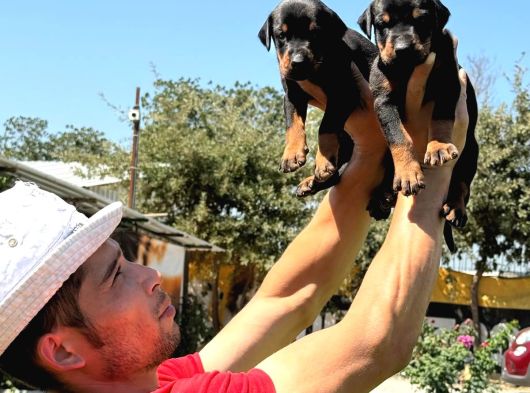 Şc Doberman Ki̇ng Boy görsel