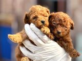Kore toy Poodl yavrularımız ruhsatlı çiftliği mızden