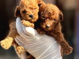 Kore Toy Poodl Yavrularımız Ruhsatlı Çiftliği Mızden