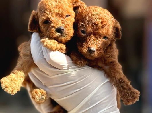 Kore Toy Poodl Yavrularımız Ruhsatlı Çiftliği Mızden görsel