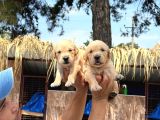 Golden Retriever yavurlarniz