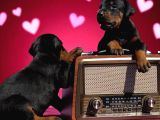 Doberman Yavurlamiz