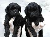 Toy Poodl Yavurlamiz