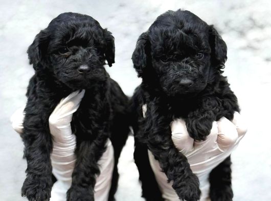 Toy Poodl Yavurlamiz görsel