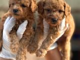 Toy Poodl Yavurlamiz