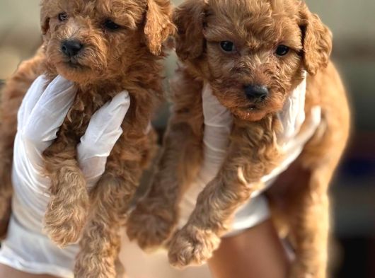 Toy Poodl Yavurlamiz