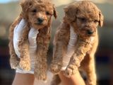 Toy Poodl Yavurlamiz
