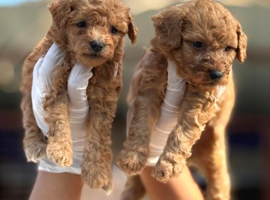 Toy Poodl Yavurlamiz görsel