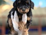 Toy Poodl Yavurlamiz
