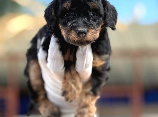 Toy Poodl Yavurlamiz görsel