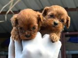 Maltipoo Yavurlamiz